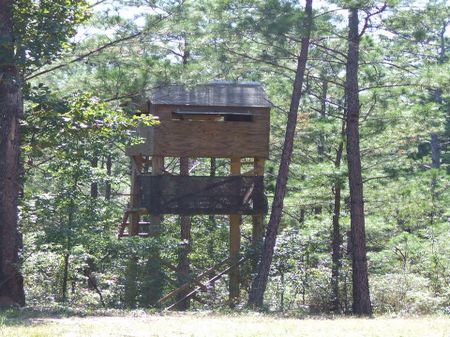 40 Acres in National Forest : Marion : Perry County : Alabama