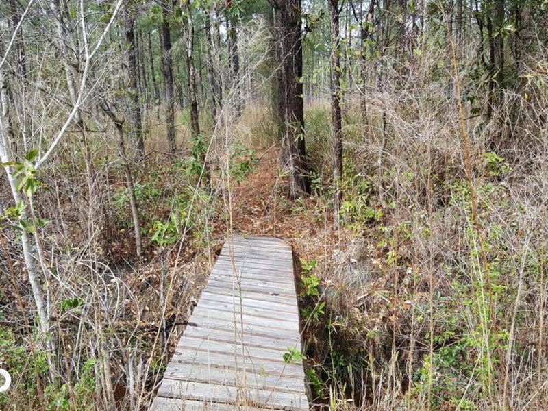 Pender 70 Acres Hunting Land Farm for Sale in Burgaw, Pender County