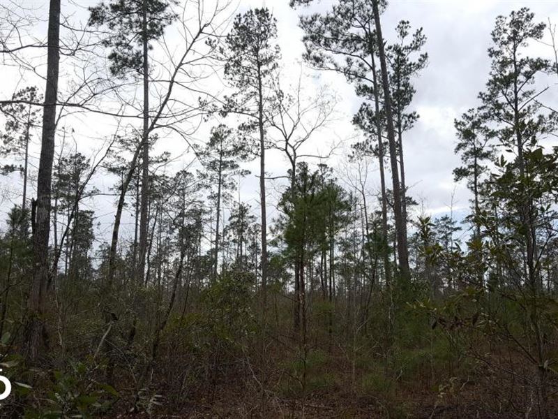 Far Side Drive Hunting and Timberla : Burgaw : Pender County : North Carolina
