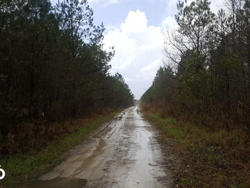 Loblolly Pine Plantation Hunting LA Farm for Sale in Burgaw, Pender