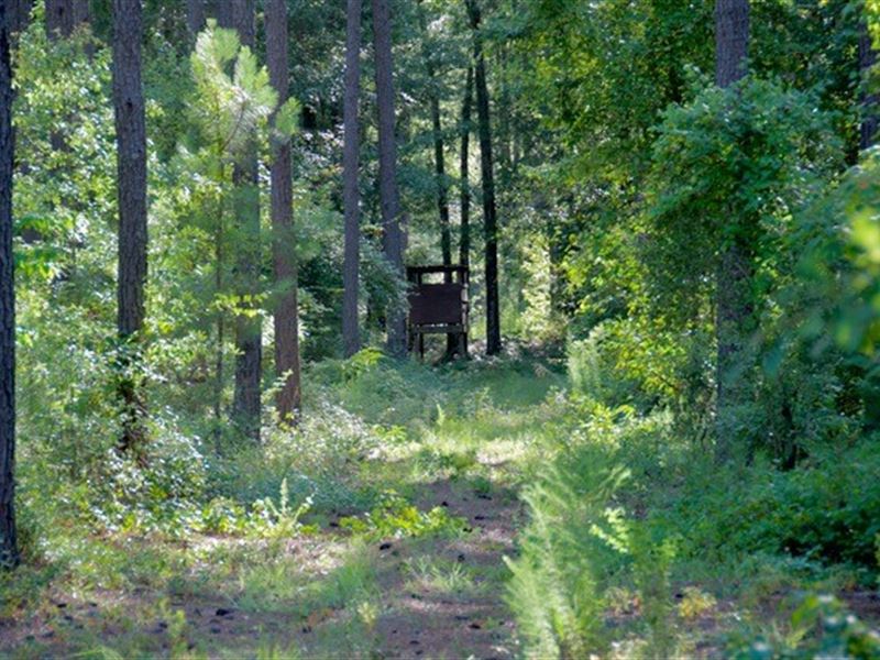 Seven Pines Tract : Williston : Barnwell County : South Carolina