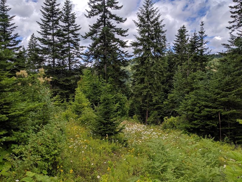 Acreage Clearwater County, Idaho : Orofino : Clearwater County : Idaho