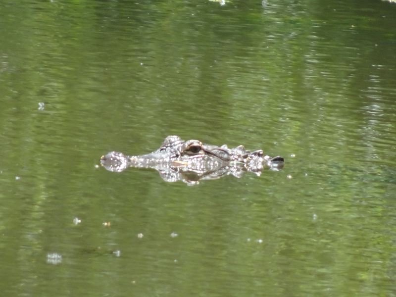 Savage Creek Wildlife Preserve : Jeffersonville : Twiggs County : Georgia