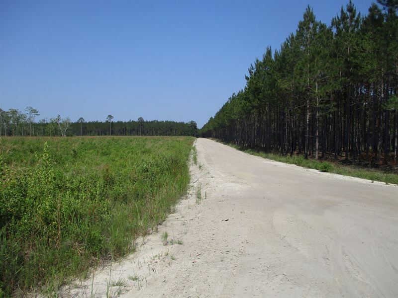 Planted Pines in Nicholls, GA, Farm for Sale in 210663 FARMFLIP