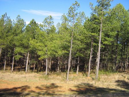 Steal Of A Deal Hunting Retreat : Carlton : Oglethorpe County : Georgia