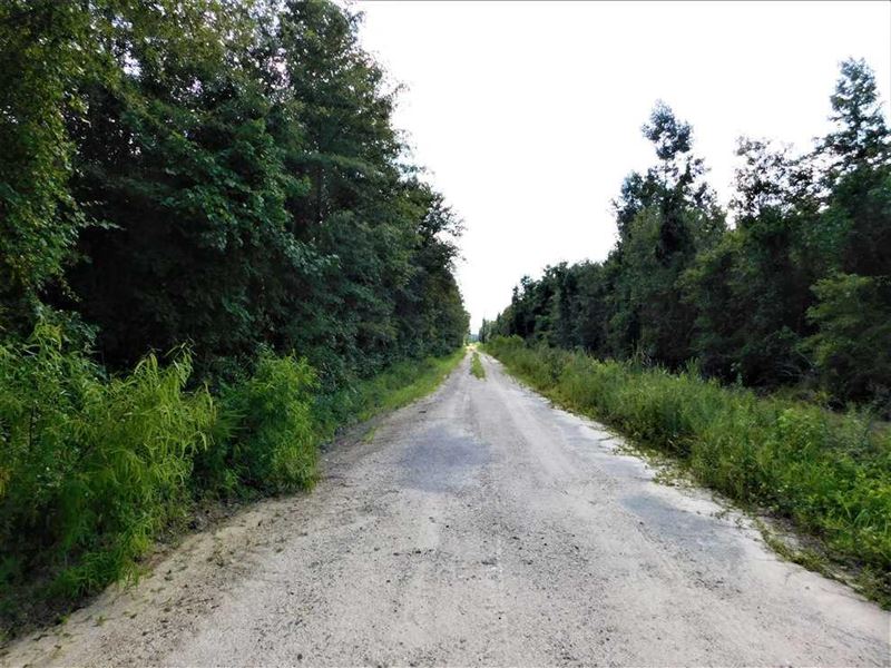 Price Reduced, 164 Acre Timber, Farm for Sale in South Carolina