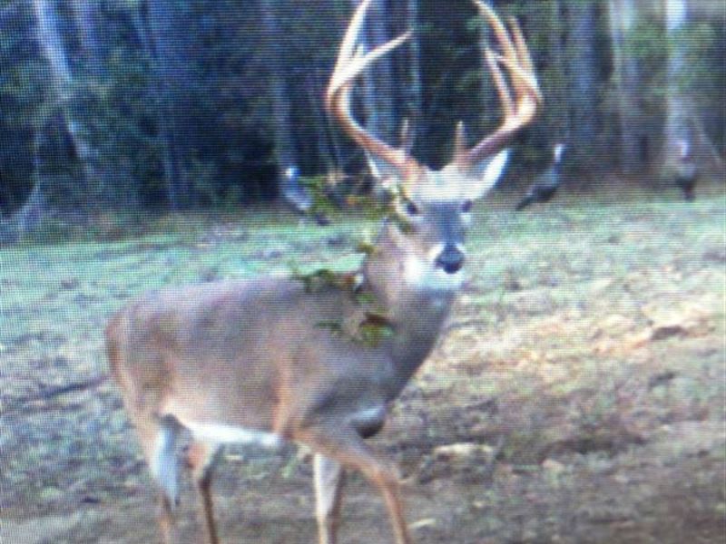 Turn Key Hunting Plantation & Lodge : Buena Vista : Webster County : Georgia