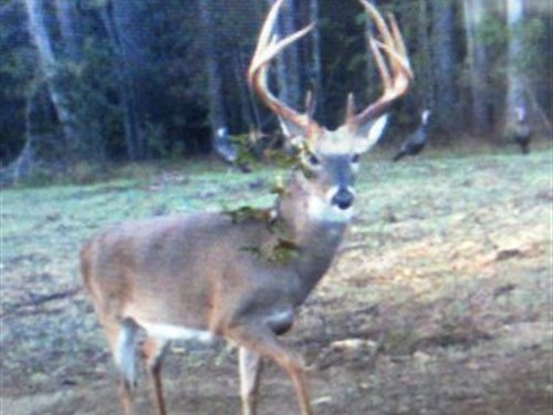 Turn Key Hunting Plantation & Lodge : Buena Vista : Webster County : Georgia