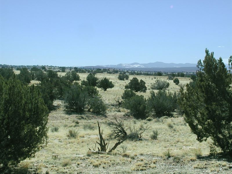 36 Acre Homestead with Power $329Mo : Saint Johns : Apache County : Arizona