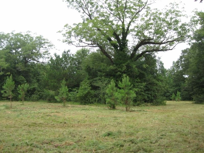 31.7 Acres Hwy 27 North : Tylertown : Walthall County : Mississippi