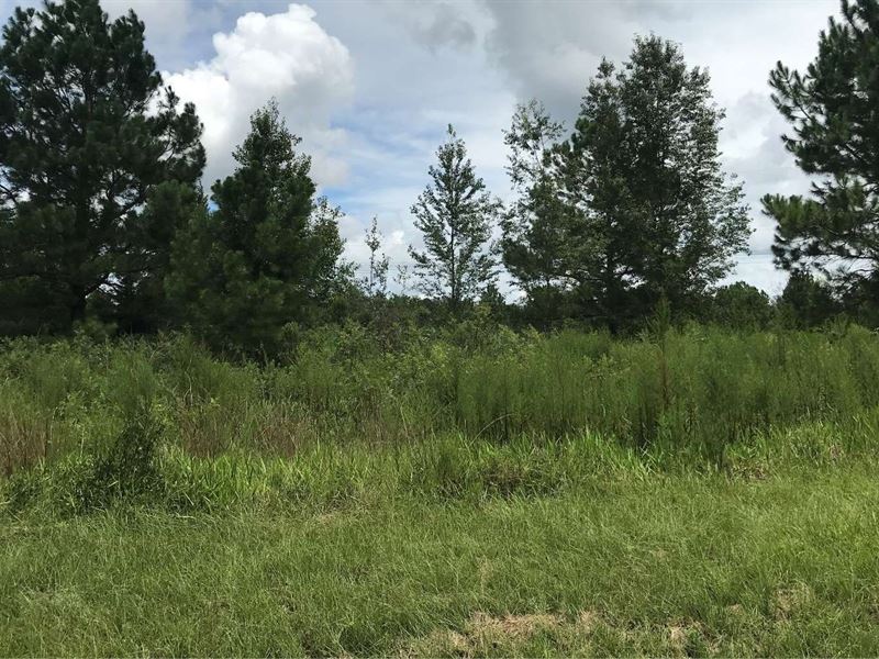 Great Area to Build Home Put : McAlpin : Suwannee County : Florida
