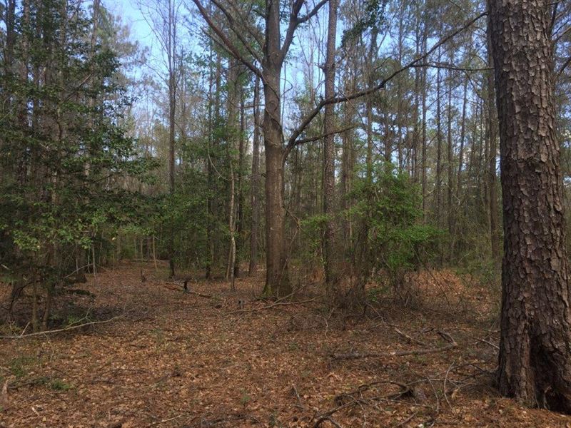 Wooded Acreage Near Troy : Brundidge : Pike County : Alabama