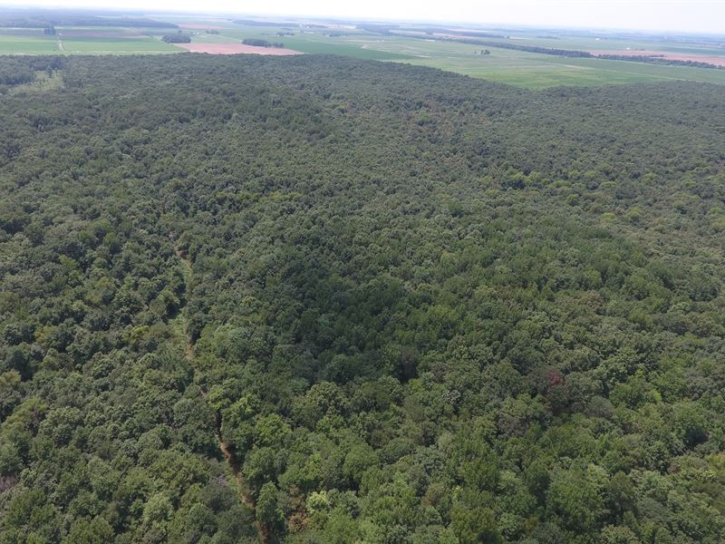 40 Acres Timber in Bayou Deview Wma : Weiner : Poinsett County : Arkansas