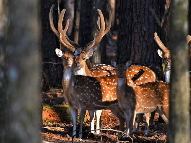 The Highway 98 Axis Deer Trophy Ret Farm for Sale in Lucedale,