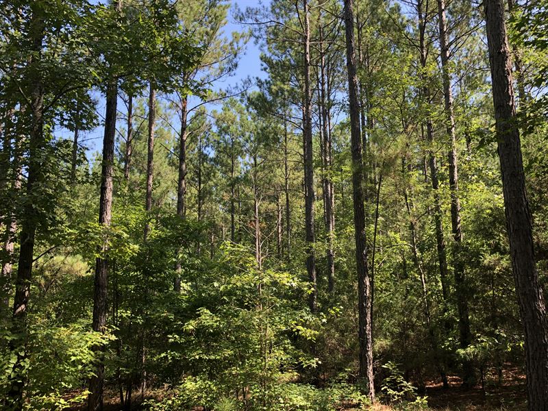 Starr Timber & Recreational Land, Farm for Sale in South Carolina