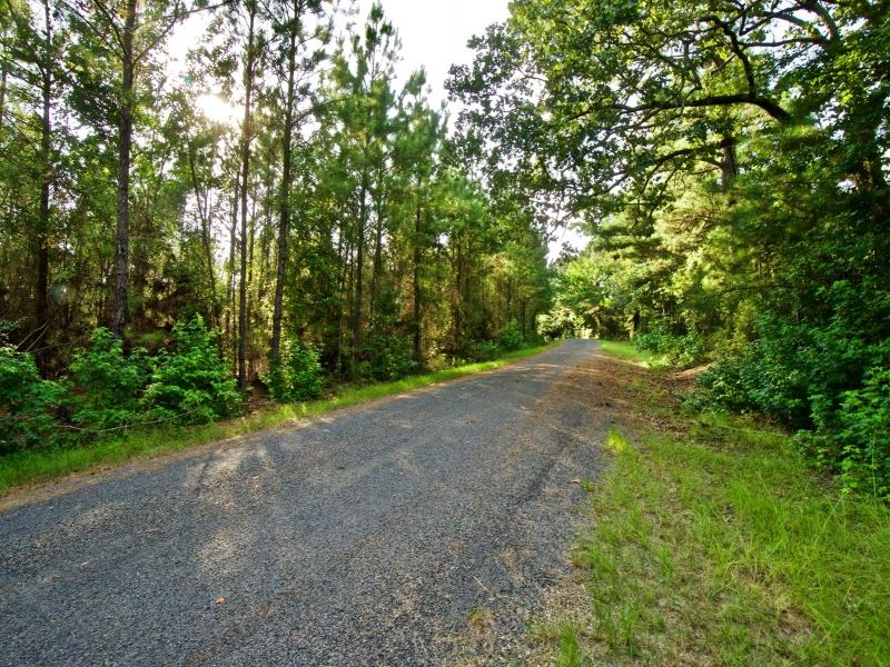 Development Timber Land, 13 Acres Farm for Sale in Sailes, Bienville Parish, Louisiana