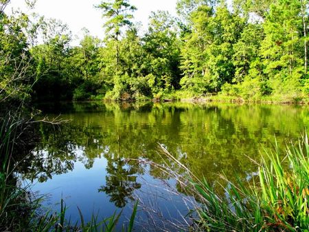 Clear Creek Farm : Chattahoochee : Gadsden County : Florida