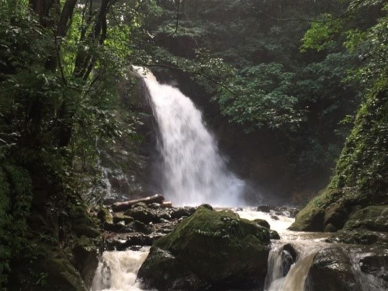 Coffee Farm, HI Yield, Waterfalls : San Ramon : Costa Rica