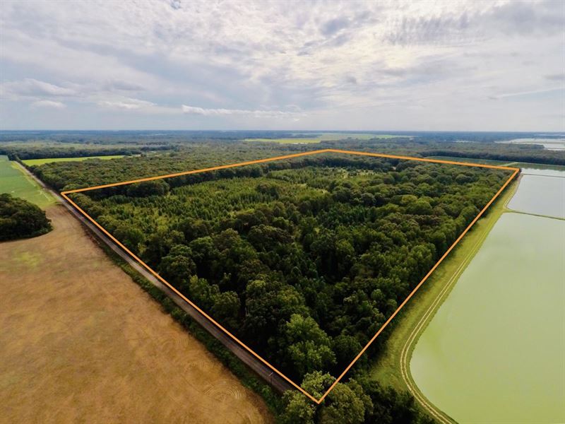 Prairie County Hunting Tract : Des Arc : Prairie County : Arkansas