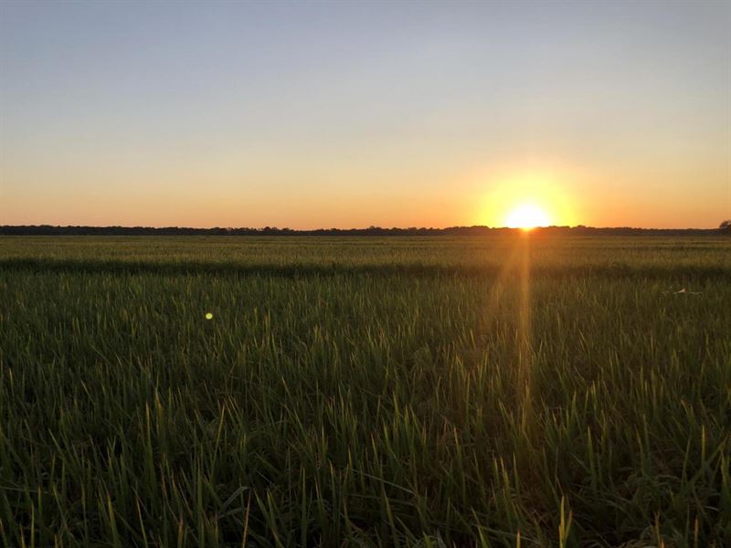 The Johnson Family Farm : Newport : Jackson County : Arkansas