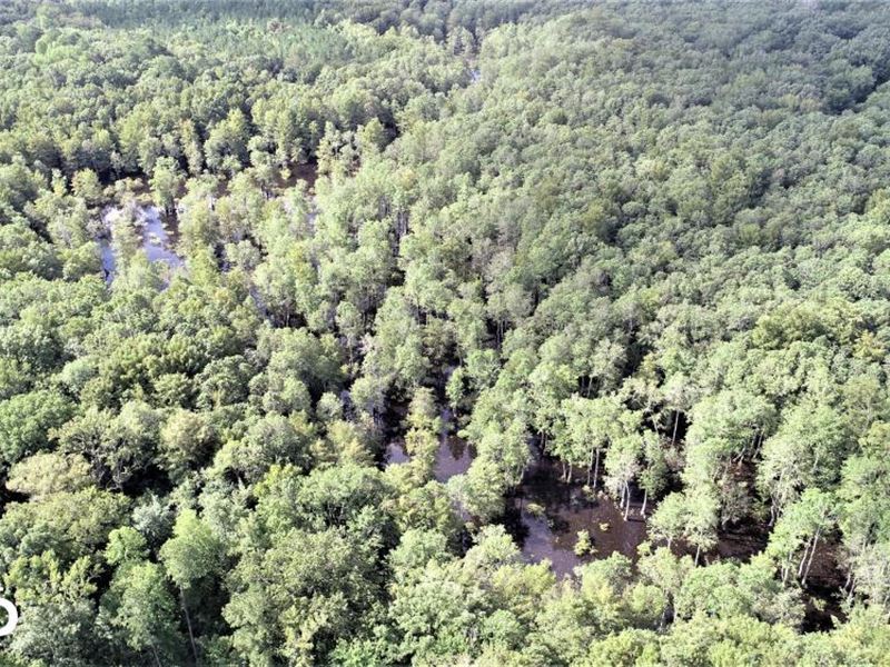 Billy's Gun Club Hunting Tract : Lewiston : Bertie County : North Carolina
