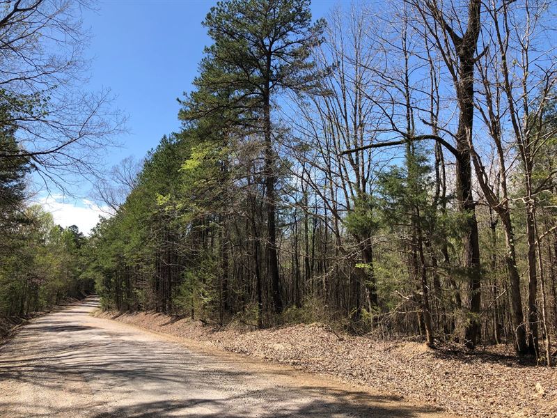 155 Acres CR 300, Calhoun City, MS : Calhoun City : Calhoun County : Mississippi