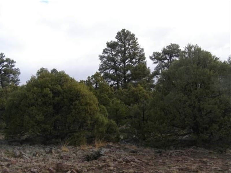Land Heron Lake Gated Community : Rutheron : Rio Arriba County : New Mexico