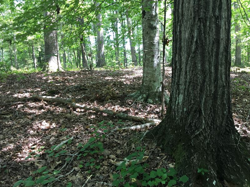 Oak Hollow : Abbeville : Abbeville County : South Carolina