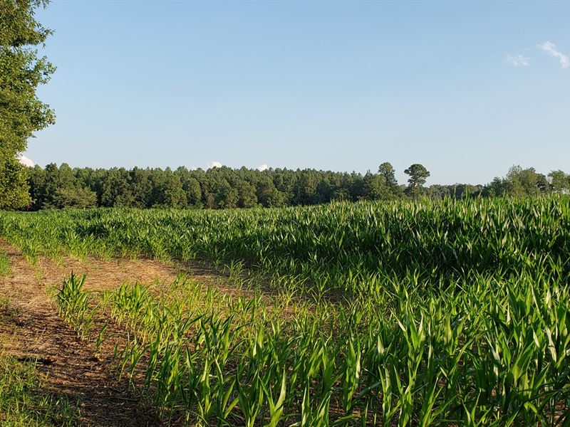 63 Acres North Carolina Perfect : Pittsboro : Chatham County : North Carolina