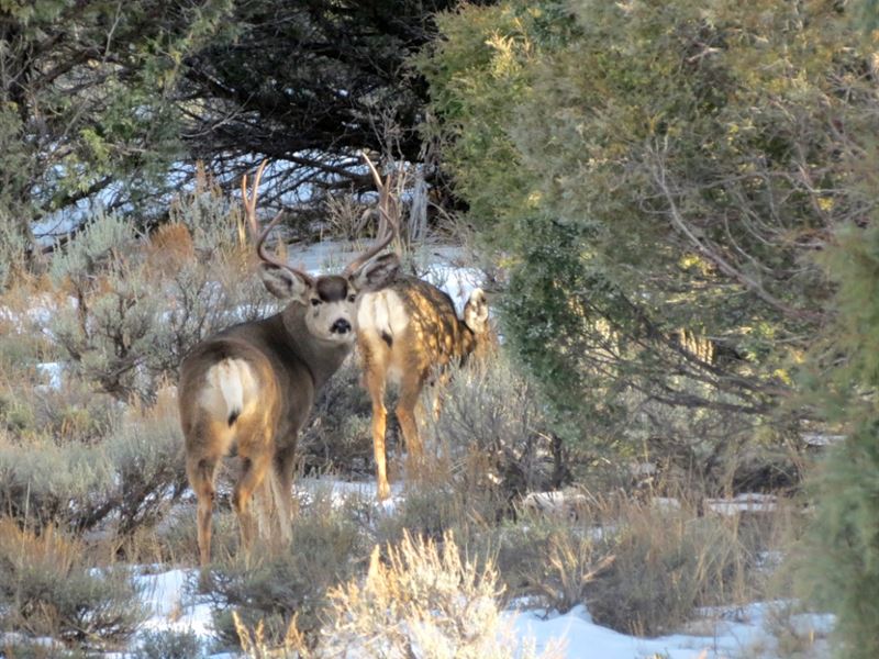 Pinon Hills Ranch 35 Acres, Lot 44 : Pagosa Springs : Archuleta County : Colorado