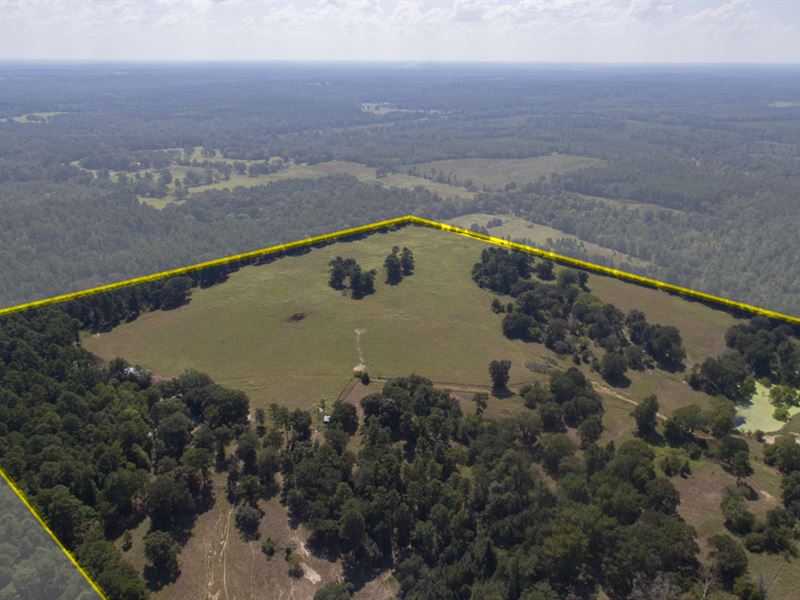 244 Acres Cr 2804 : Alto : Cherokee County : Texas