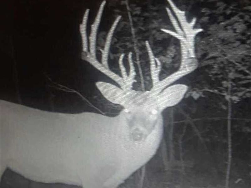 240 Acres of Hunting Land : Marshall : Searcy County : Arkansas