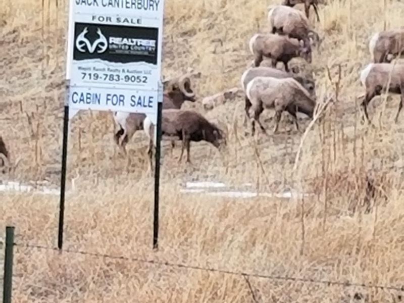 Mtn Hunting Cabin, Colo, Elk, Deer : Westcliffe : Custer County : Colorado