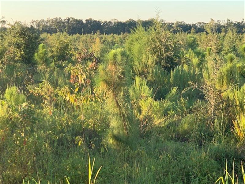 Land in Jackson County, Florida : Greenewood : Jackson County : Florida