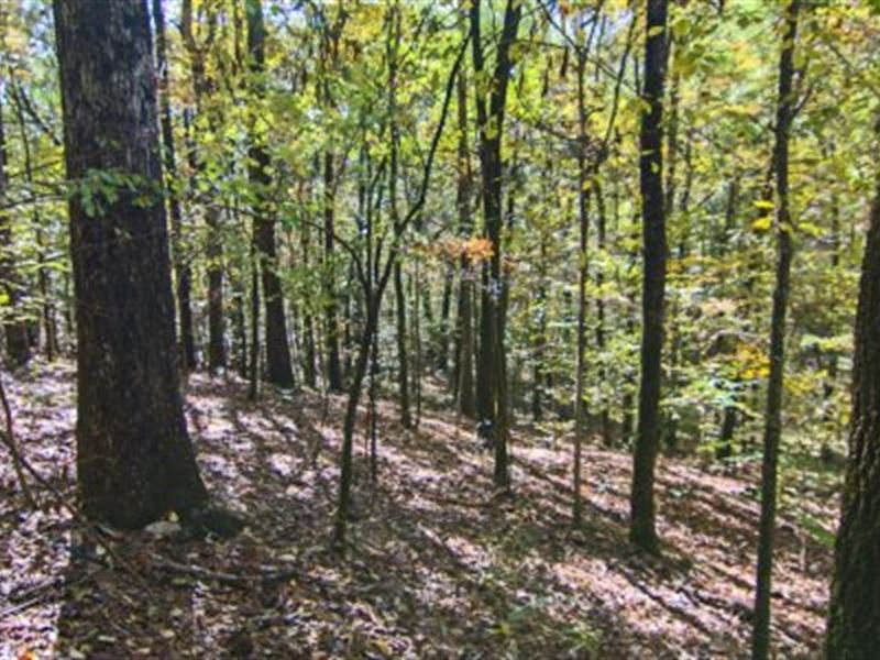 1100+/- Saugahatchee Creek : Dadeville : Tallapoosa County : Alabama