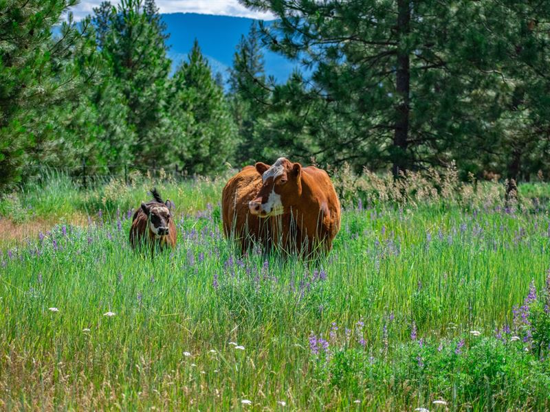 Clark Fork Legacy Ranch : Plains : Sanders County : Montana
