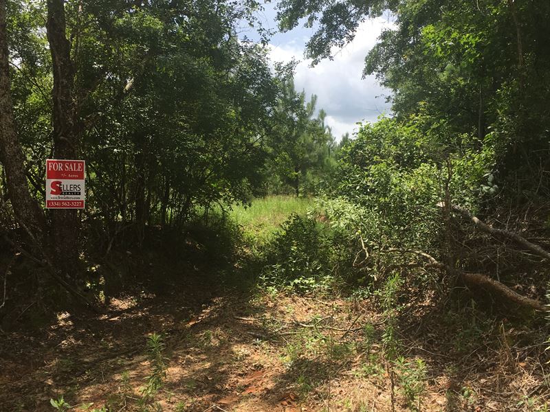 Wooded Tract Near Skipperville : Blue Springs : Dale County : Alabama