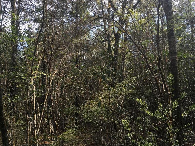 Secluded Timberland Near Samson : Samson : Geneva County : Alabama