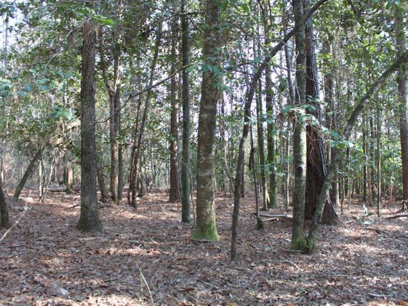 Excellent Timberland Tract : Gulfcrest : Mobile County : Alabama