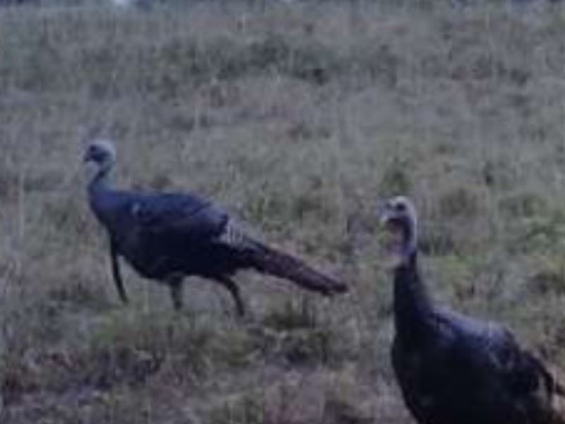 Arkansas Hunting Acreage Owner : Melbourne : Izard County : Arkansas