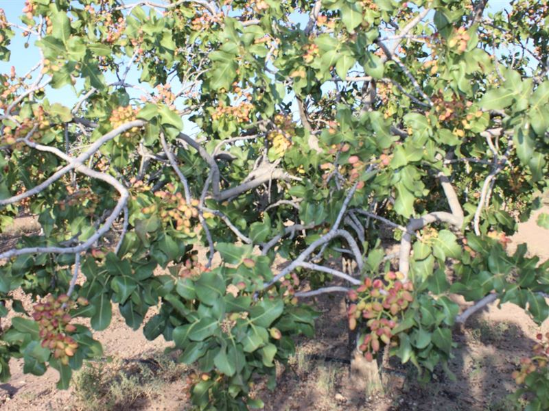 New Mexico Pistachio Orchard : Tularosa : Otero County : New Mexico