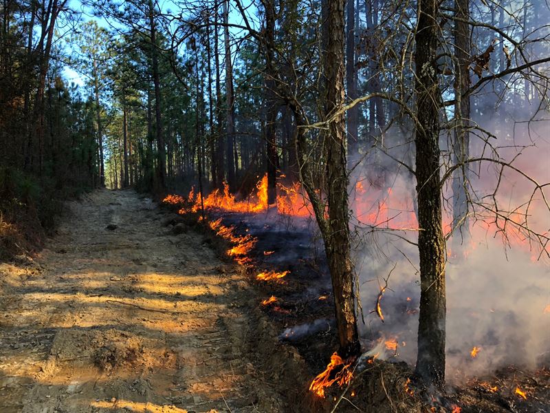 Development Potential, Timberland : Saraland : Mobile County : Alabama