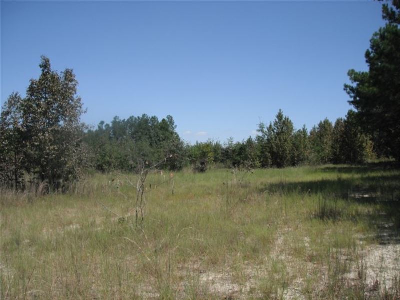 142 Acres, Chesterfield County, Sc : Cheraw : Chesterfield County : South Carolina