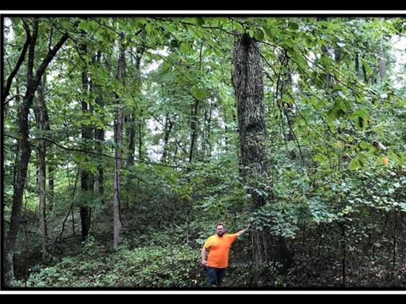 Erwin Hollow Tract 1 : Jackson : Jackson County : Ohio