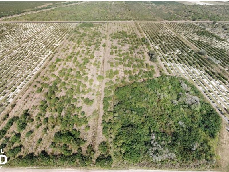 Labelle Rich Farmland Citrus Grove Farm for Sale in Labelle, Hendry
