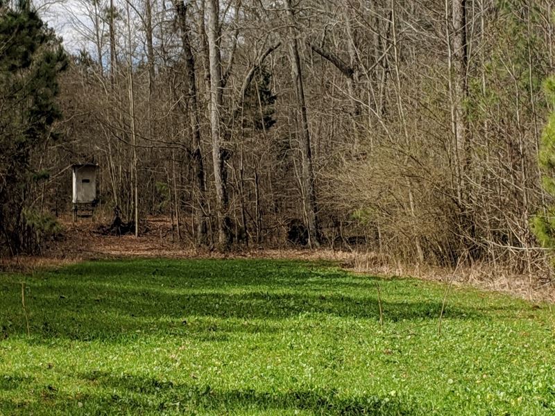 Napolean Pines 6+/- Acres : Woodland : Randolph County : Alabama