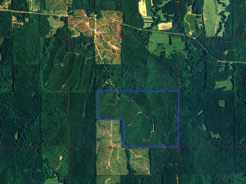 Small Tract with Road Frontage : Sweet Water : Marengo County : Alabama