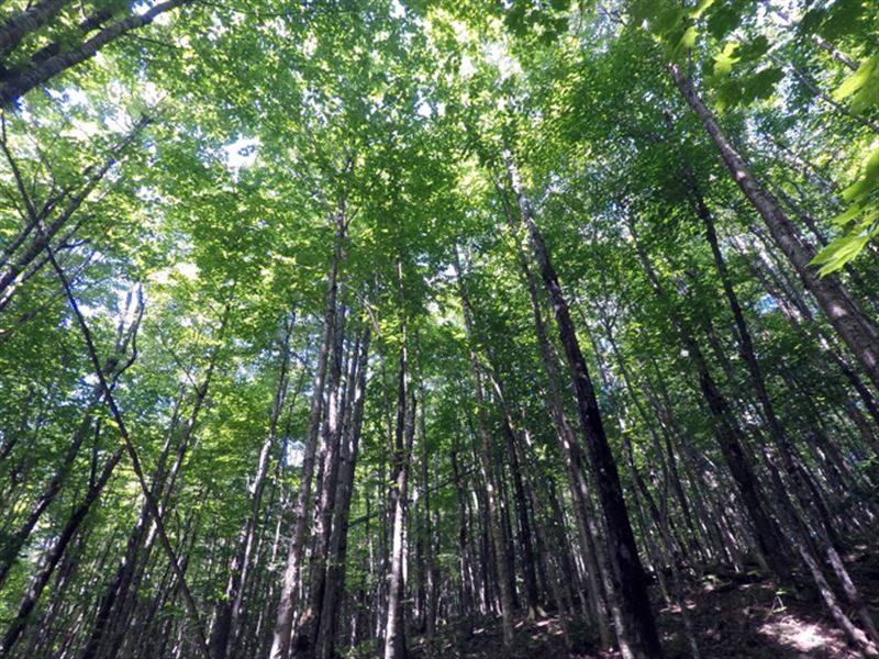 Kemp Hill Forest : Canaan : Essex County : Vermont