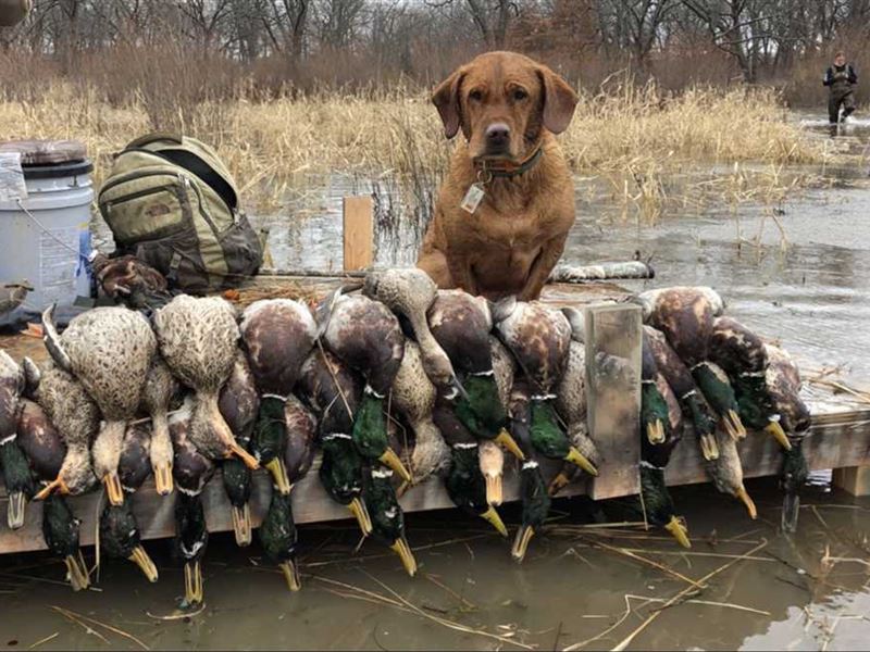 ellis farms chesapeake bay retrievers