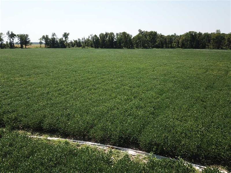 Price Reduced, 271 Acre Farm : Hickory Ridge : Cross County : Arkansas